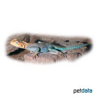 Blaue Siedleragame (Agama lionotus)
