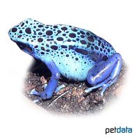 Blauer Baumsteiger (Dendrobates tinctorius 'Azureus')