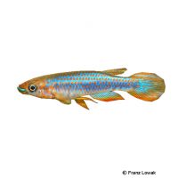 Blauer Hechtling (Epiplatys lamottei)