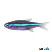 Blauer Neon (Paracheirodon simulans)