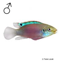 Blauer Prachtbuntbarsch (Enigmatochromis lucanusi)