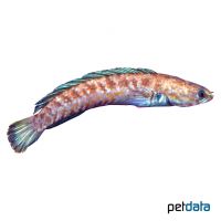 Blauer Schlangenkopffisch (Channa andrao)