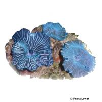 Blaugestreifte Scheibenanemone (Discosoma sp.)