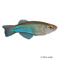 Blaugrüner Leuchtaugenfisch (Procatopus aberrans)
