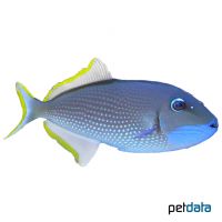 Blaukehl-Drückerfisch ♂ (Xanthichthys auromarginatus)