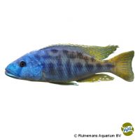 Blaukopf-Tyrannochromis (Tyrannochromis nigriventer)