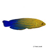 Blauschwanz-Lippfisch (Anampses femininus)