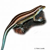 Blauschwanzskink (Trachylepis quinquetaeniata)