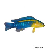 Blaustreifen-Zwergbarsch (Pseudochromis cyanotaenia)