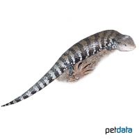 Blauzungenskink (Tiliqua scincoides)