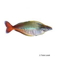 Blehers Regenbogenfisch (Chilatherina bleheri)