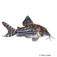 Blochs Panzerwels (Corydoras blochi)