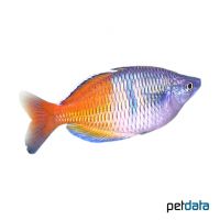 Boesemans Regenbogenfisch (Melanotaenia boesemani)