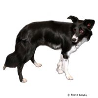 Border Collie ()