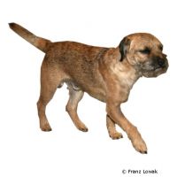 Border Terrier ()