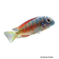 Brabantbuntbarsch-Firecracker (Tropheus moorii 'Moliro Firecracker')