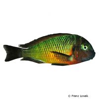 Brabantbuntbarsch Ilangi (Tropheus moorii 'Ilangi')