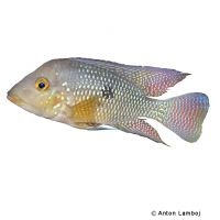 Brasil-Perlfisch (Geophagus brasiliensis)