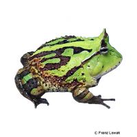 Brasilianischer Hornfrosch (Ceratophrys cornuta)