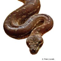 Bredls Python (Morelia bredli)