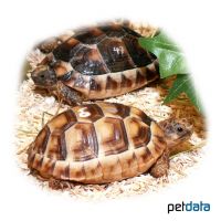 Breitrandschildkröte (Testudo marginata)