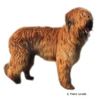 Briard (Berger de Brie) ()