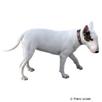 Bull Terrier ()