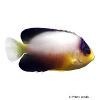 Bunter Zwergkaiserfisch (Centropyge multicolor)