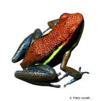 Cainarache-Giftfrosch (Ameerega cainarachi)