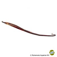 Carce-Süßwassernadel (Ichthyocampus carce)