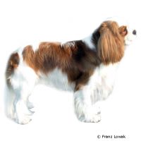 Cavalier King Charles Spaniel ()