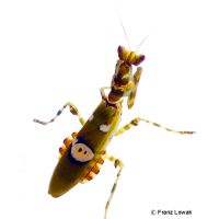 Ceylon Blütenmantis (Creobroter pictipennis)