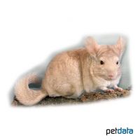 Chinchilla Beige (Chinchilla chinchilla 'Beige')