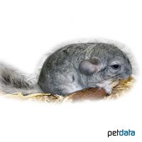 Chinchilla (Chinchilla chinchilla)