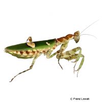 Chinesische Blütenmantis (Creobroter nebulosa)