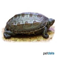 Chinesische Dreikielschildkröte (Mauremys reevesii)