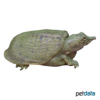 Chinesische Weichschildkröte (Pelodiscus sinensis)