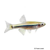 Chinesischer Lampionfisch (Aphyocypris lini)