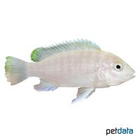 Chizumulu-Malawibuntbarsch (Labidochromis chisumulae)