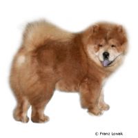 Chow Chow ()