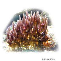 Christusdorn-Koralle (SPS) (Seriatopora hystrix)