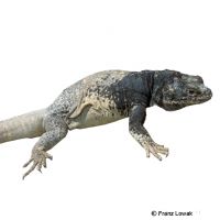 Chuckwalla (Sauromalus ater)