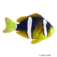 Clarks-Anemonenfisch (Amphiprion clarkii)