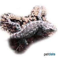 Clarks Stachelleguan (Sceloporus clarkii)