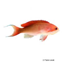 Coopers Fahnenbarsch (Pseudanthias cooperi)