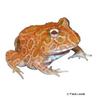 Cranwells Hornfrosch 'Strawberry-Pineapple-Albino' (Ceratophrys cranwelli var.)