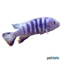 Cynotilapia-Hara Reef (Cynotilapia sp. 'Hara')