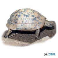 Cyrenaika-Landschildkröte (Testudo graeca cyrenaica)