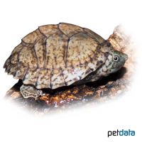 Dach-Moschusschildkröte (Sternotherus carinatus)