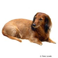 Dachshund Langhaar (Dackel/Teckel) ()